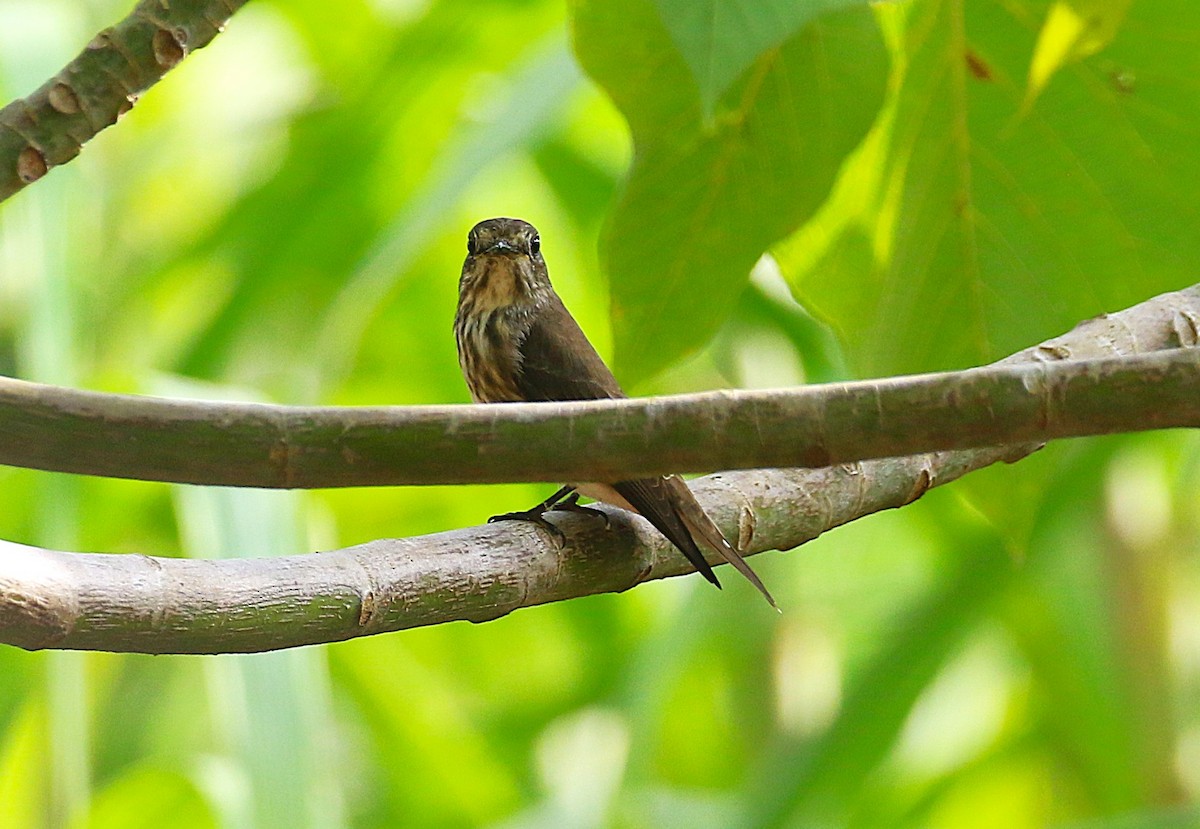 Gray-streaked Flycatcher - ML647488852