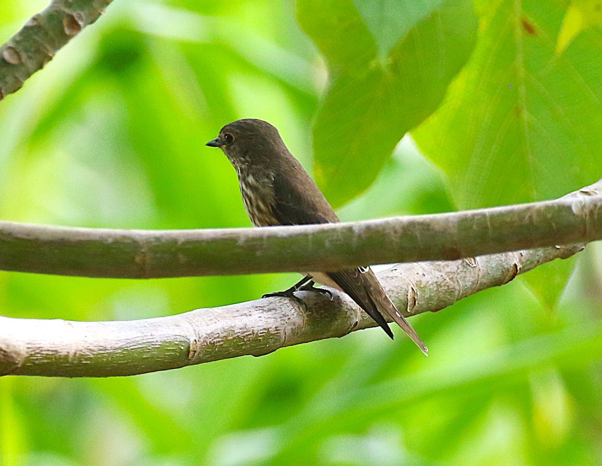 Gray-streaked Flycatcher - ML647488853