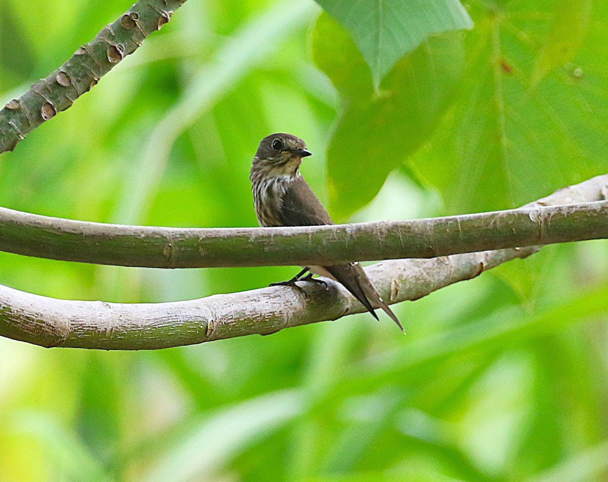 Gray-streaked Flycatcher - ML647488854