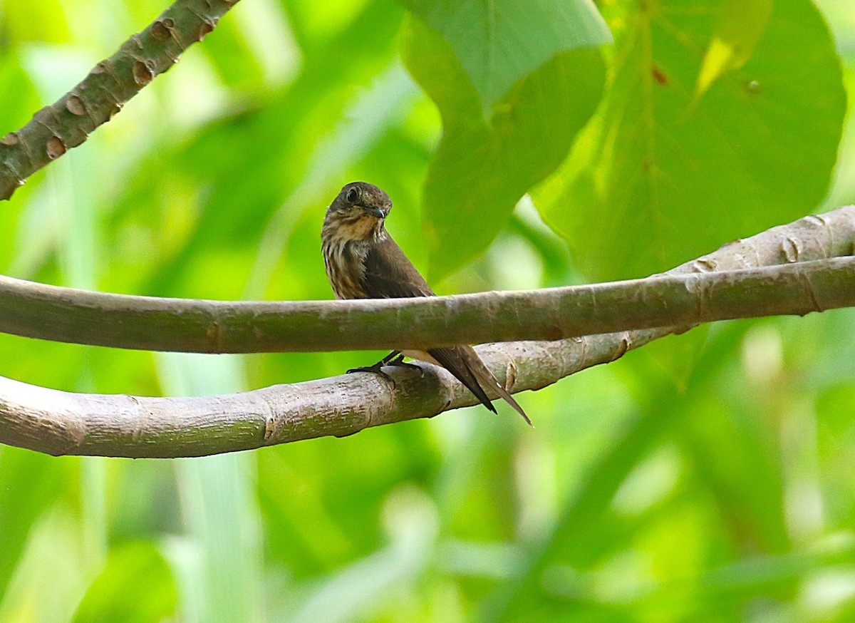 Gray-streaked Flycatcher - ML647488855