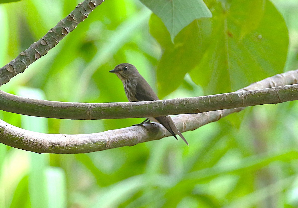 Gray-streaked Flycatcher - ML647488856