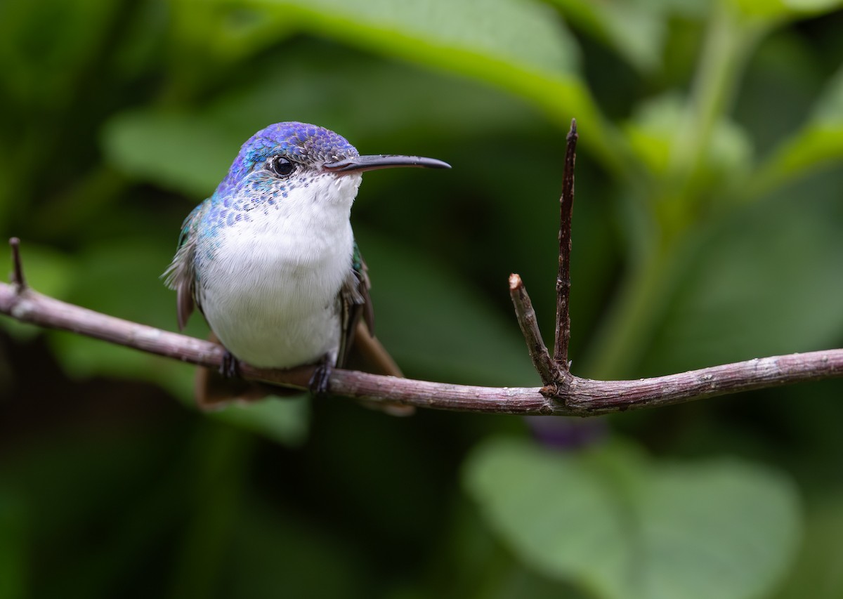 Andean Emerald - ML647488857