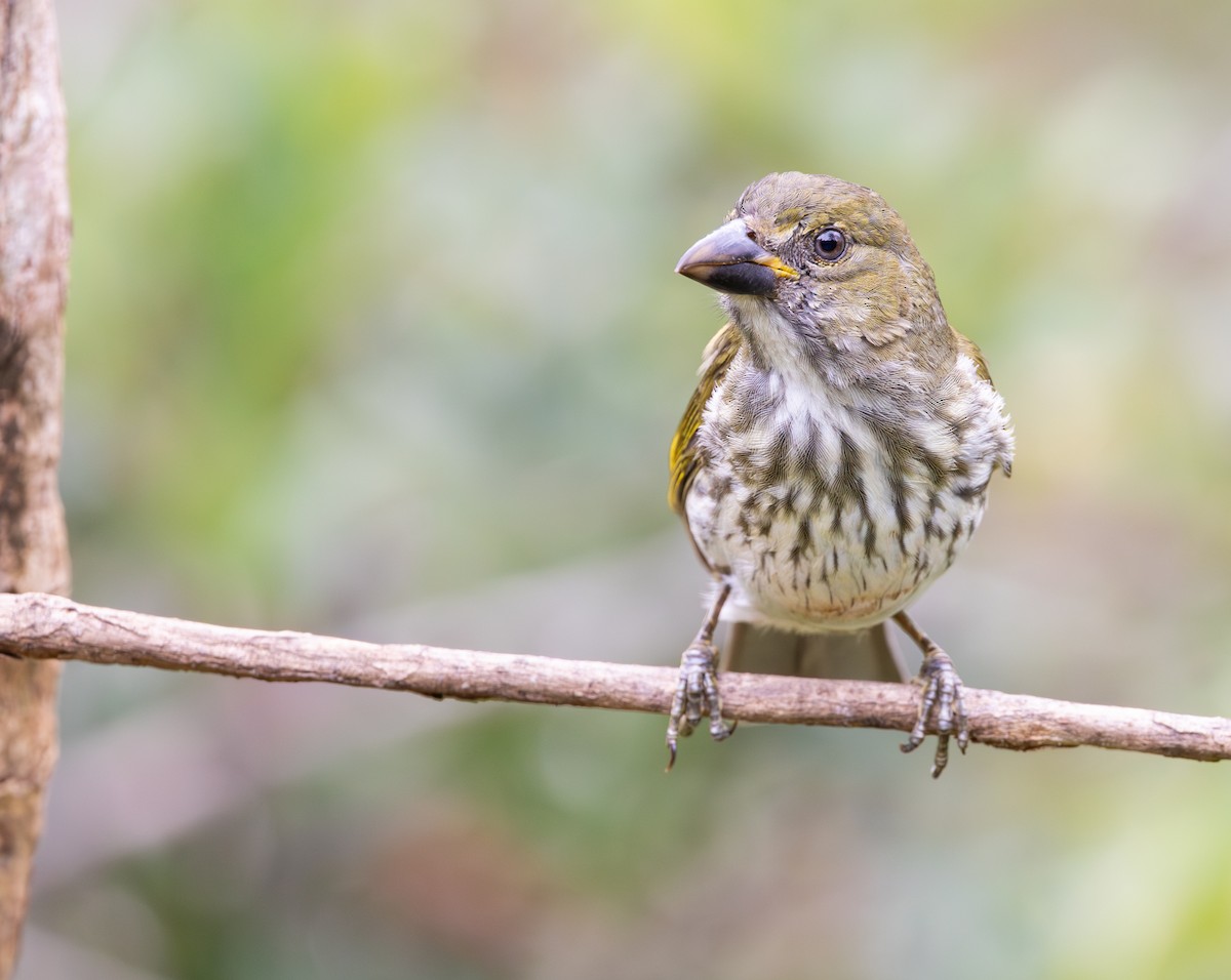 Streaked Saltator - ML647488858