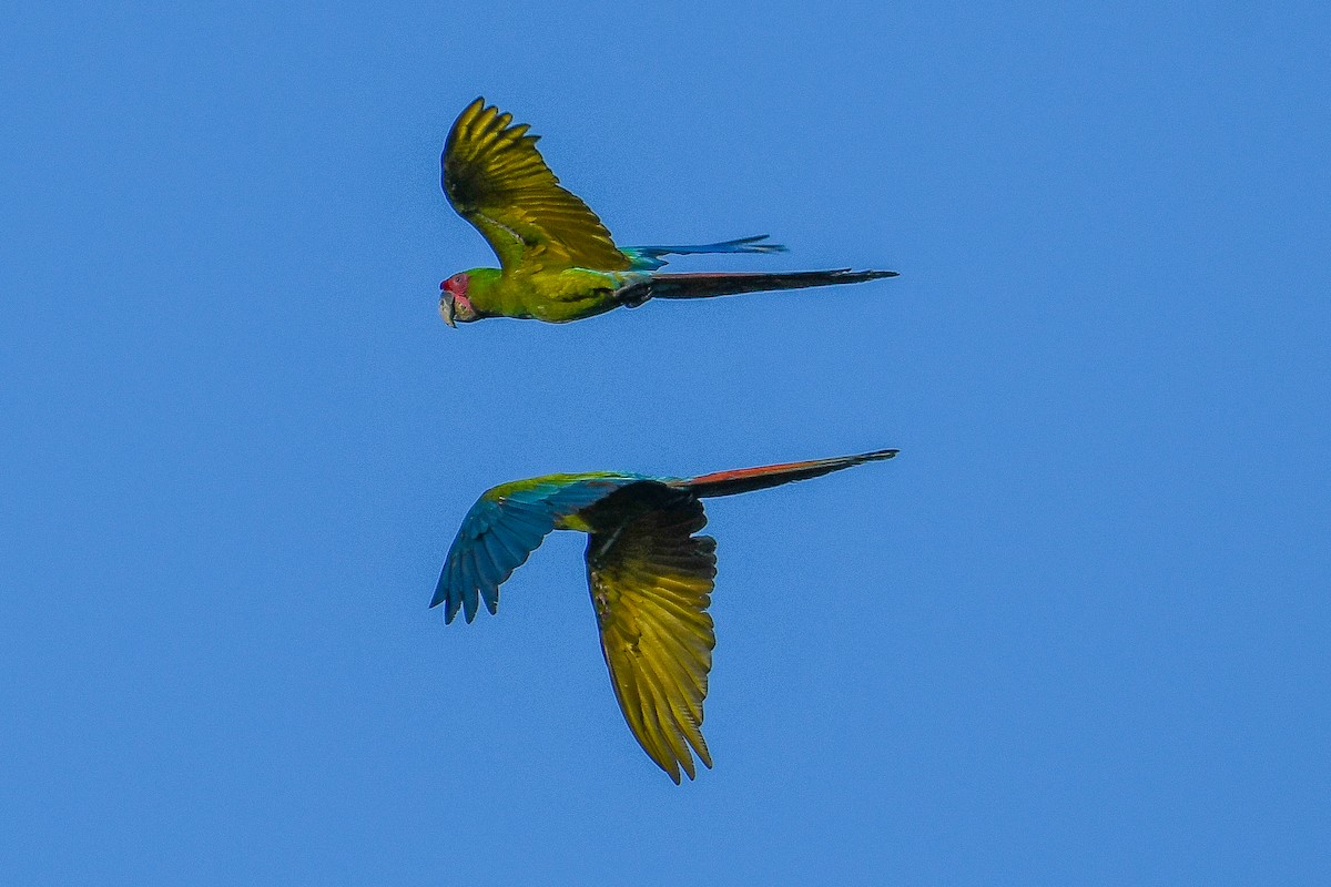 Great Green Macaw - ML647488859