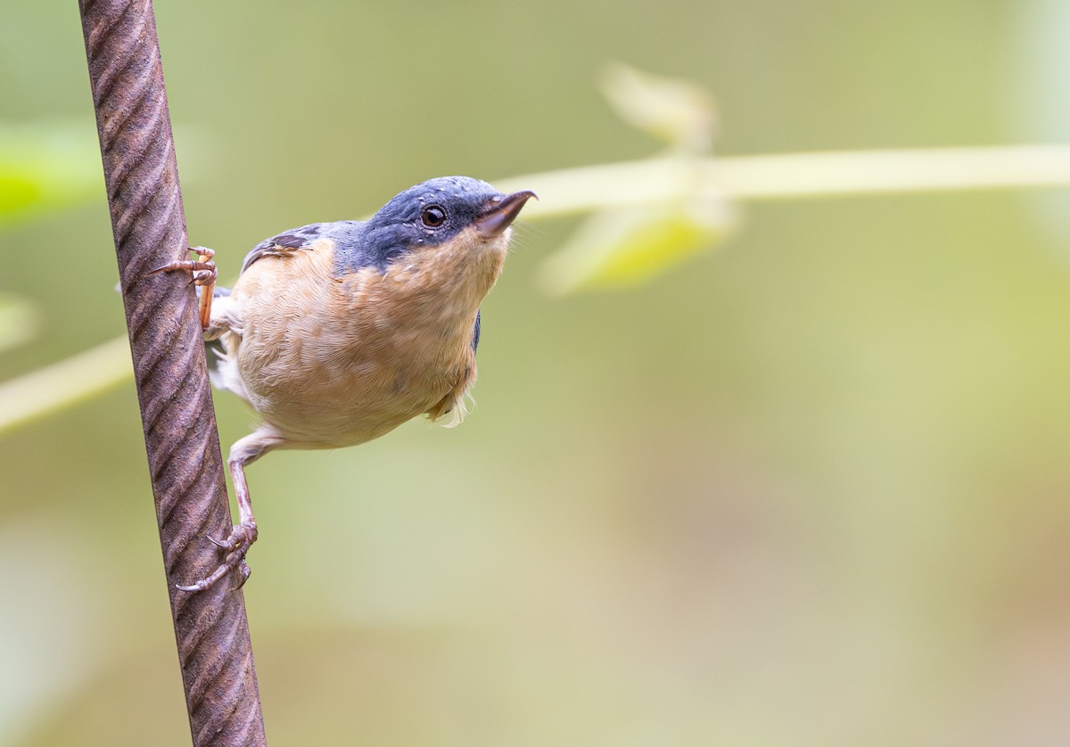 Rusty Flowerpiercer - ML647488860