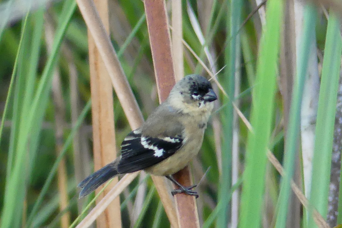 Morelet's Seedeater - ML647488862