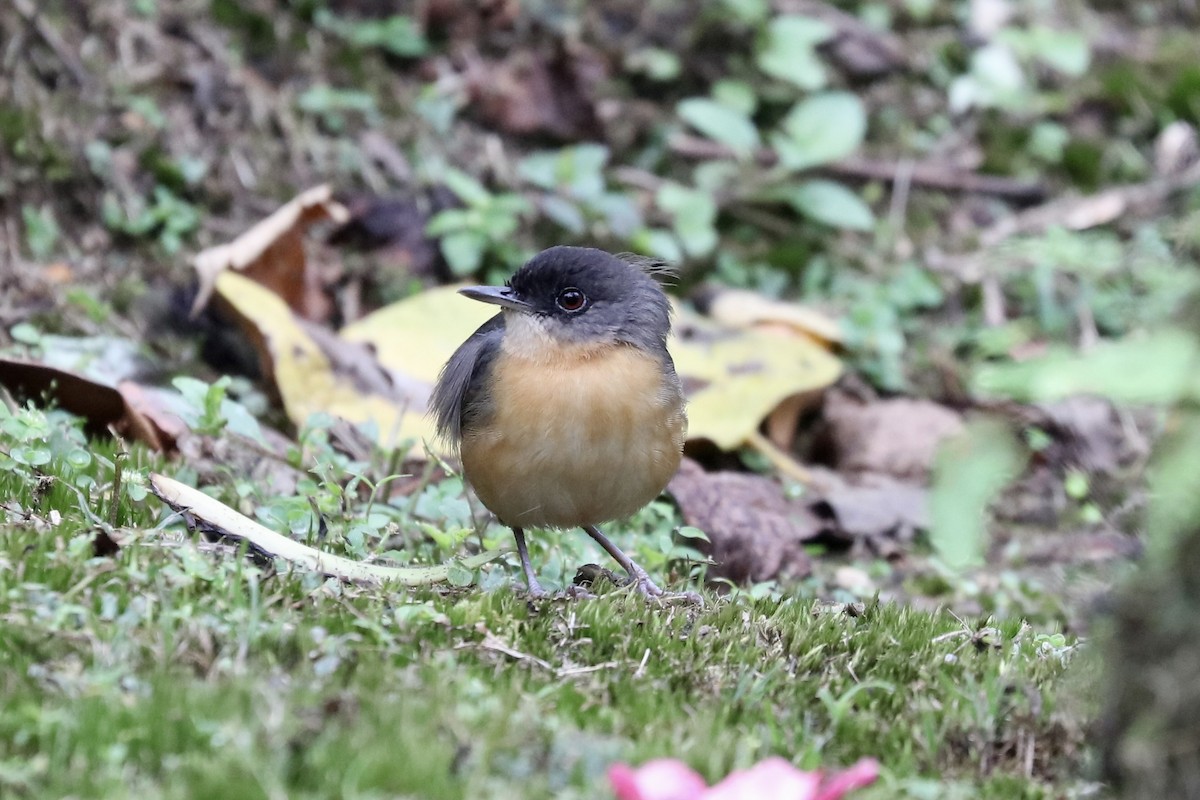 Rusty Mouse-Warbler - ML647488863