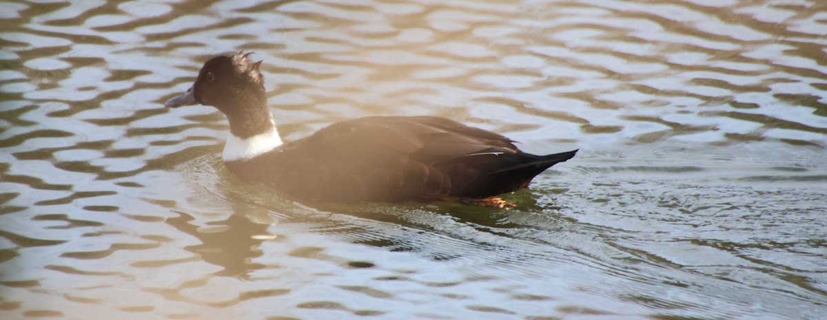 Muscovy Duck (Domestic type) - ML647488865