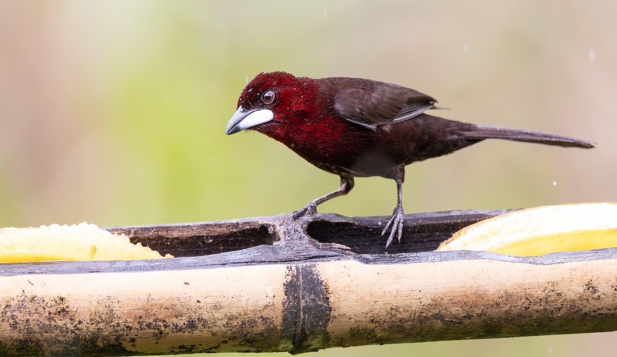Silver-beaked Tanager - ML647488866