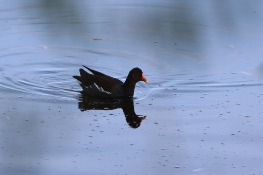 Common Gallinule - ML647488867