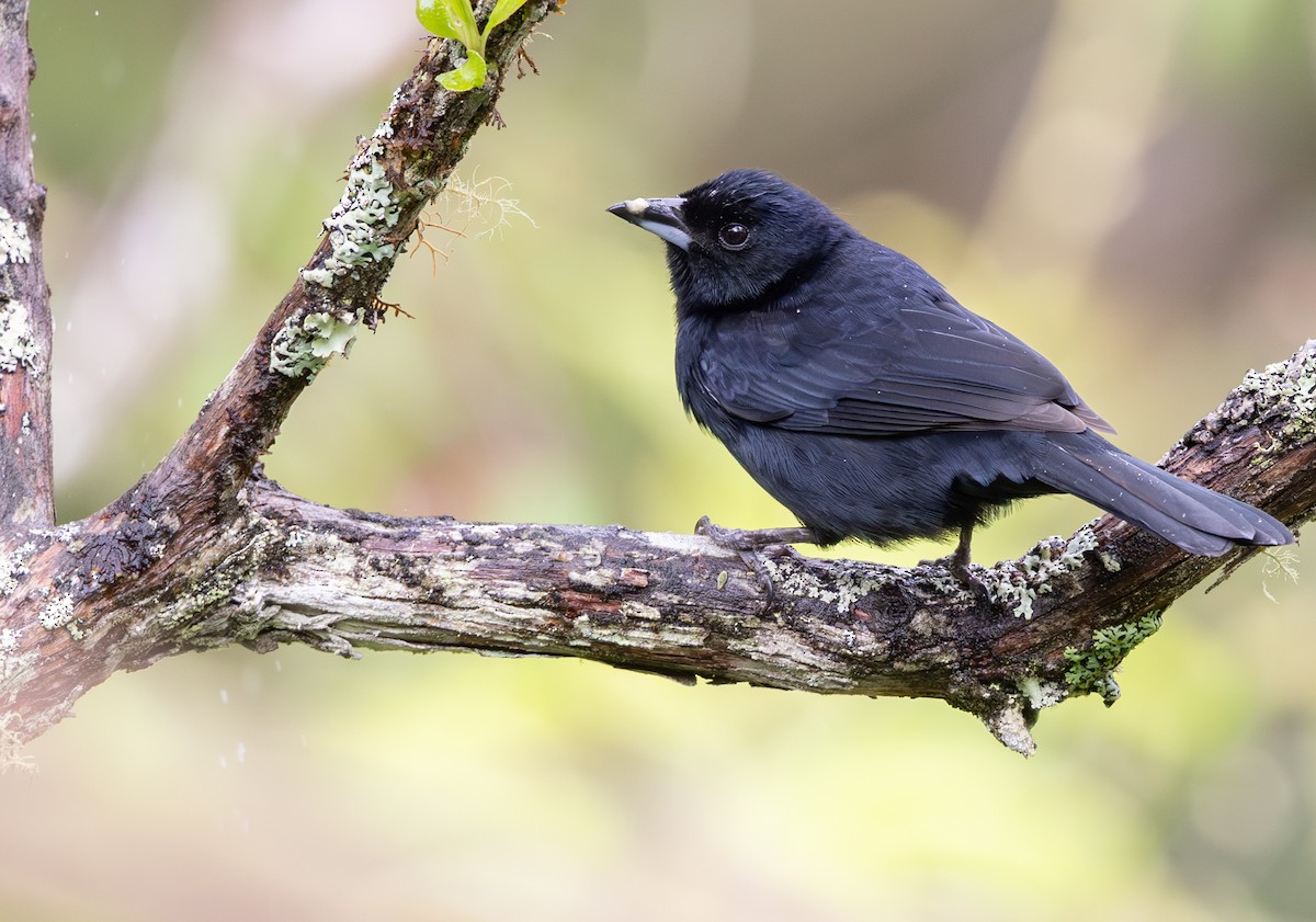 White-lined Tanager - ML647488868