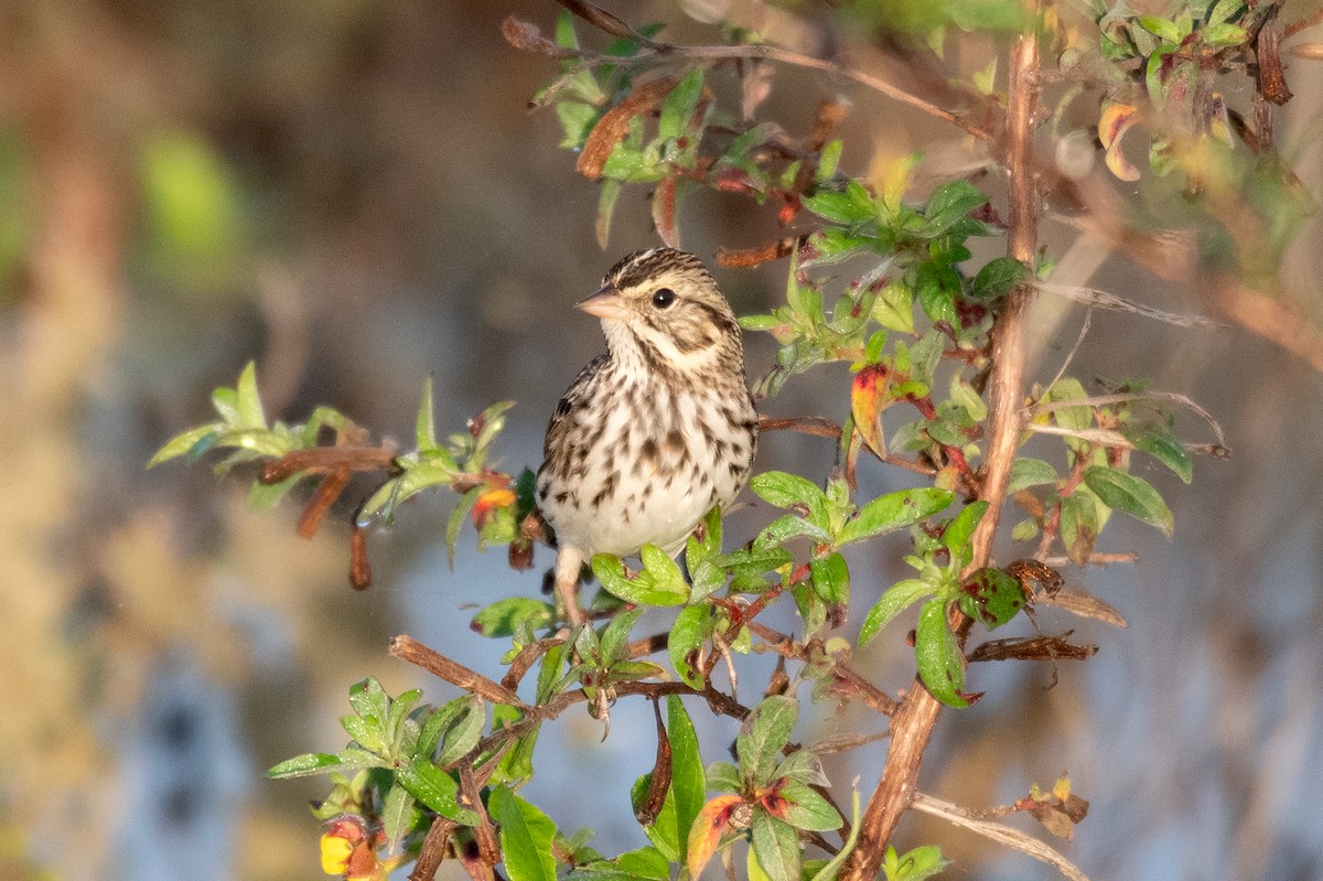 Savannah Sparrow - ML647488869