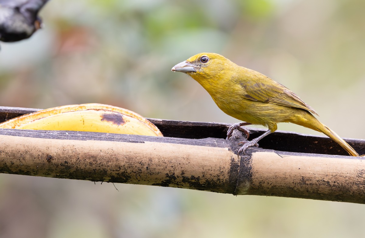 Hepatic Tanager - ML647488871