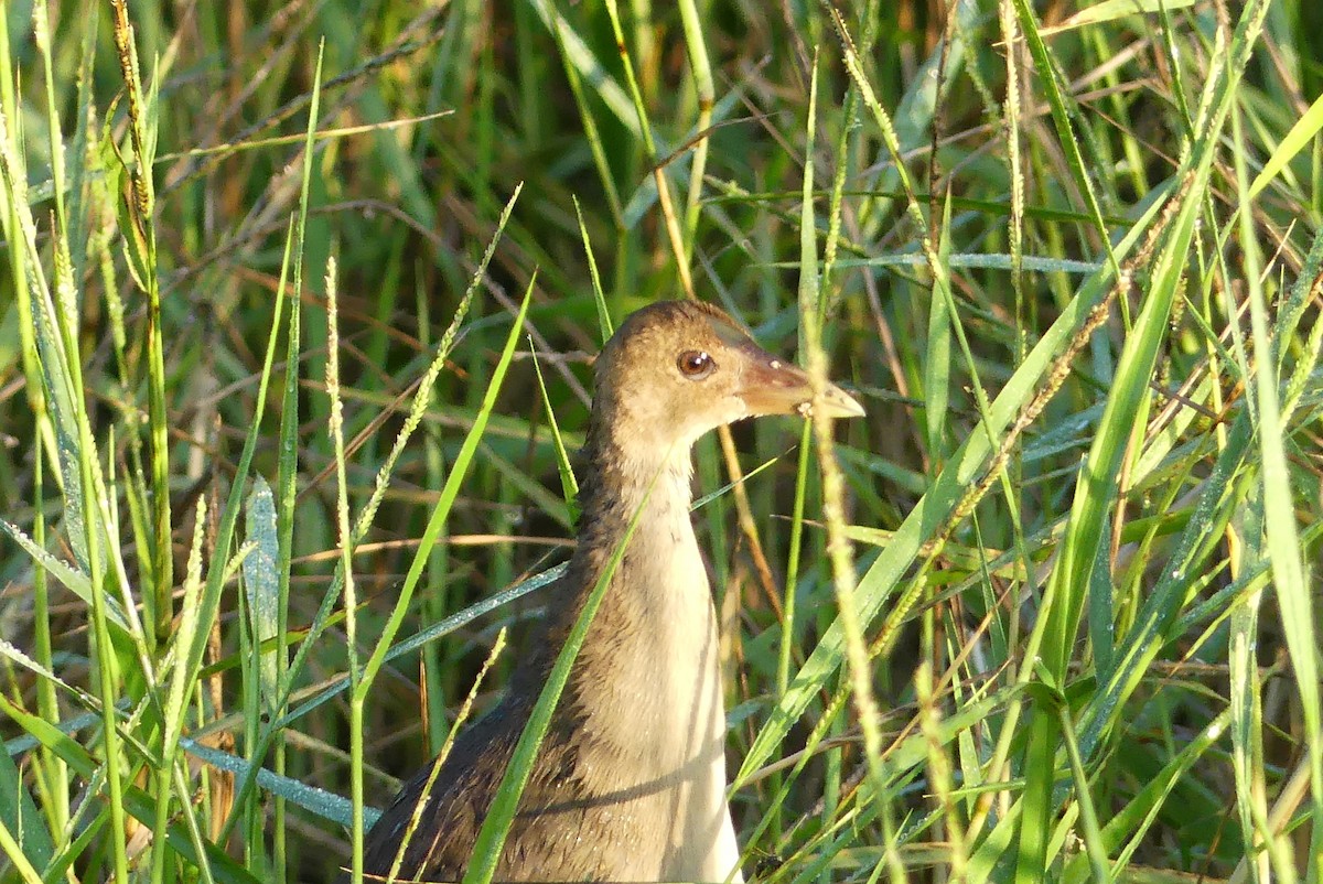 Purple Gallinule - ML647488872