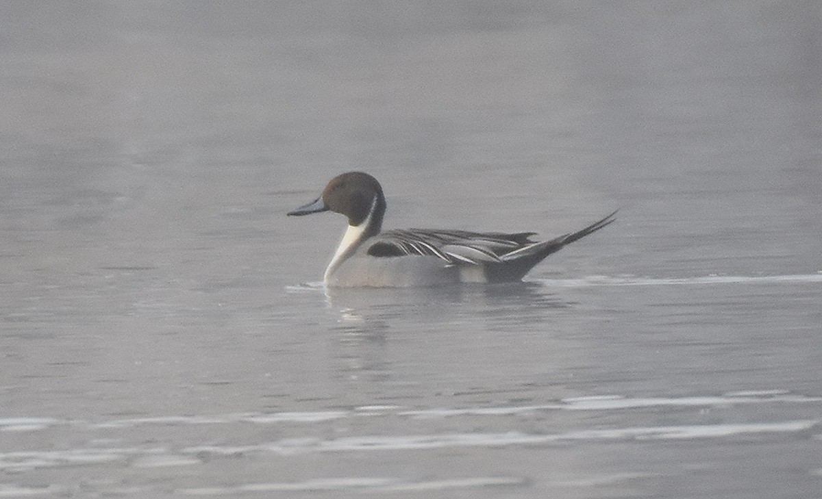 Northern Pintail - ML647488873