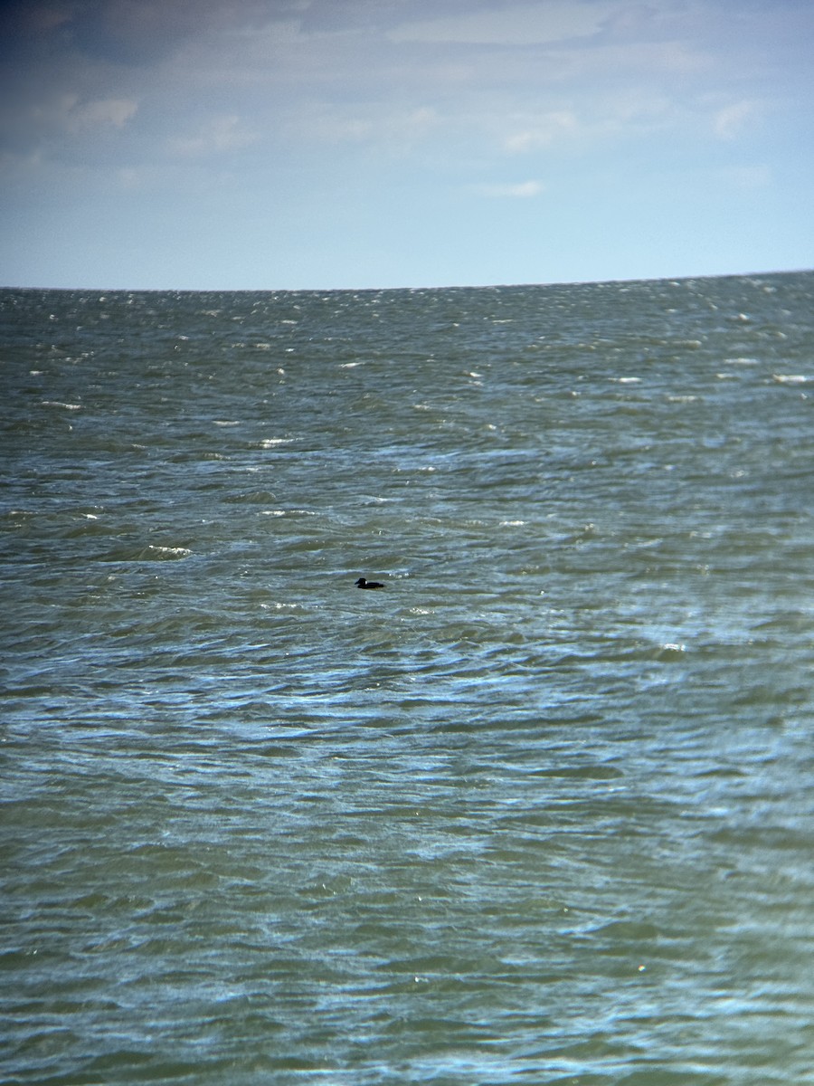 Pazifiktrauerente - ML647488875