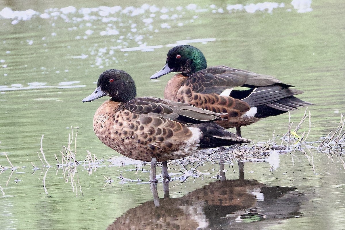 Chestnut Teal - ML647488876