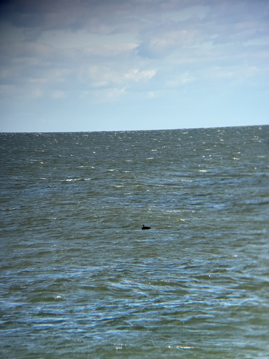 Pazifiktrauerente - ML647488878