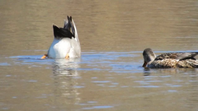 kopřivka obecná - ML647488887