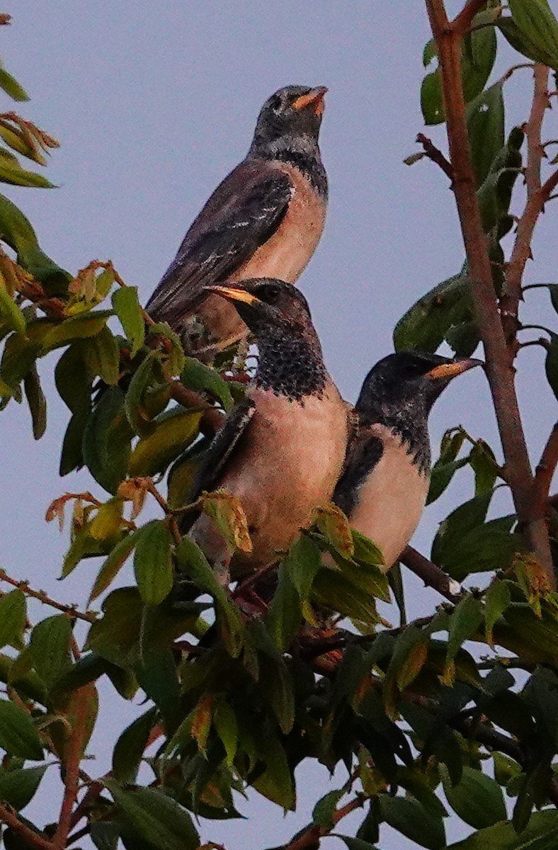 Rosy Starling - ML647488896