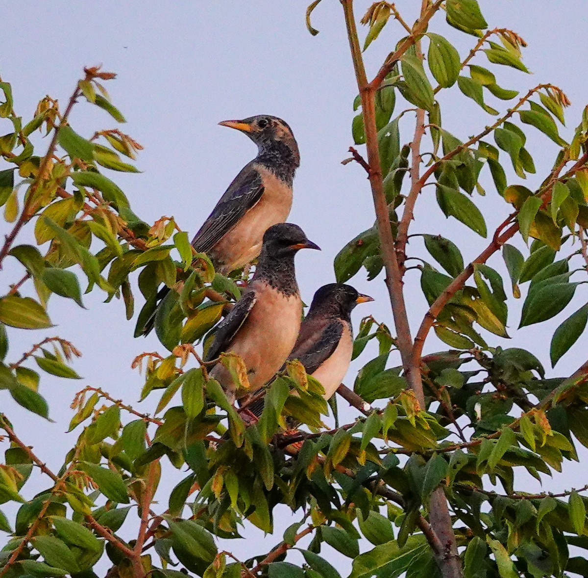 Rosy Starling - ML647488897