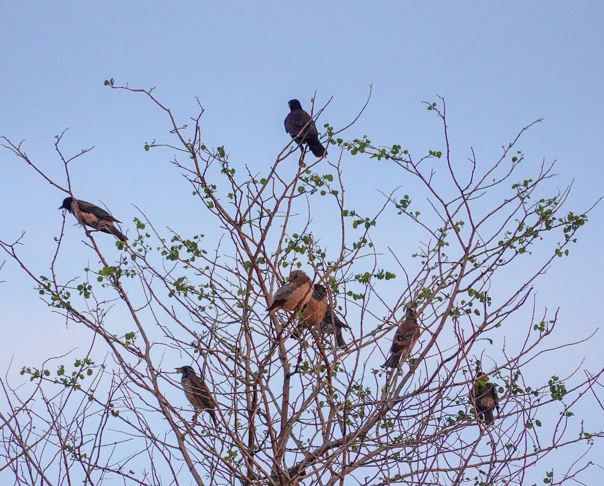 Rosy Starling - ML647488898