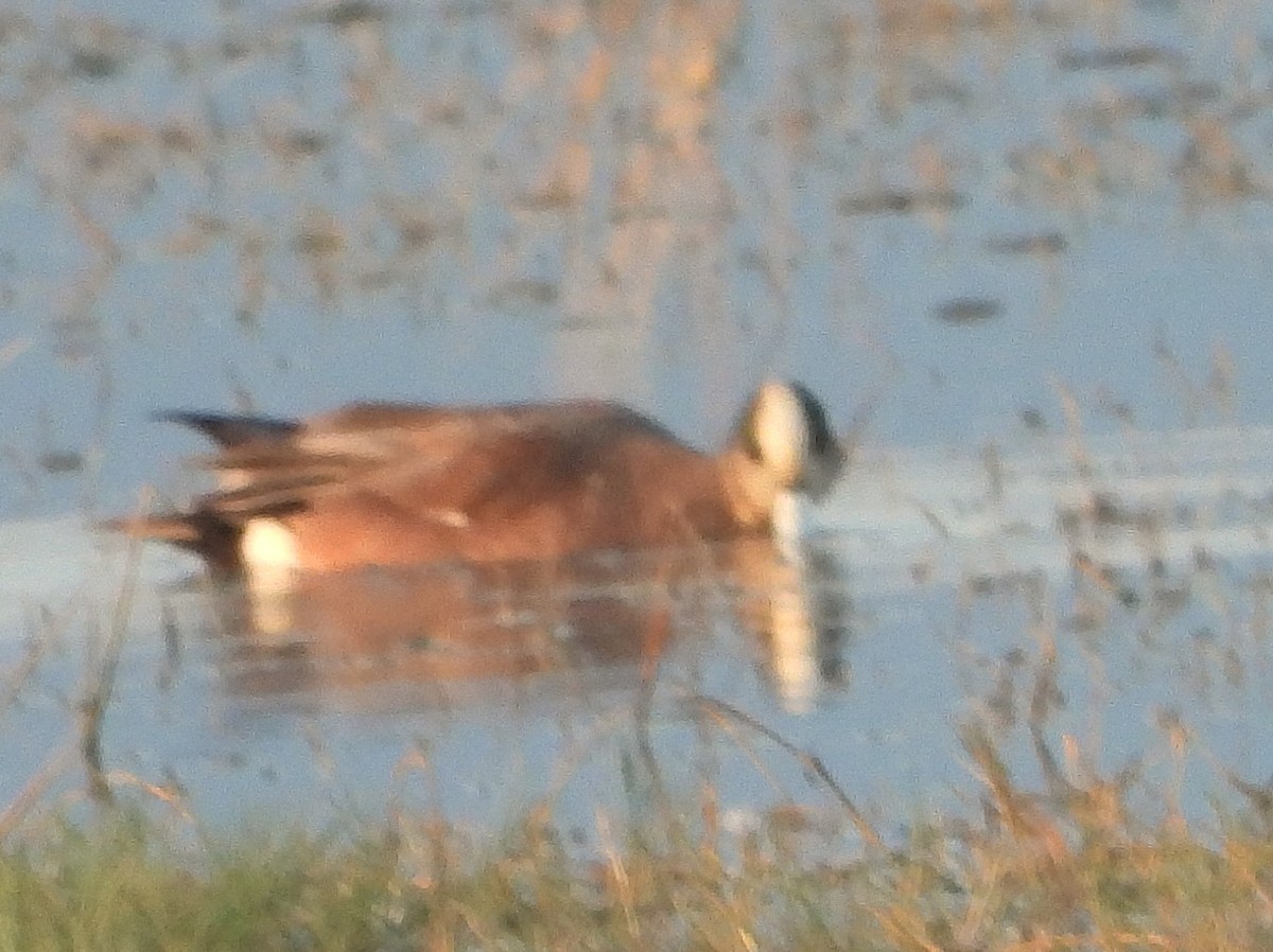 Свищ американський - ML647488899