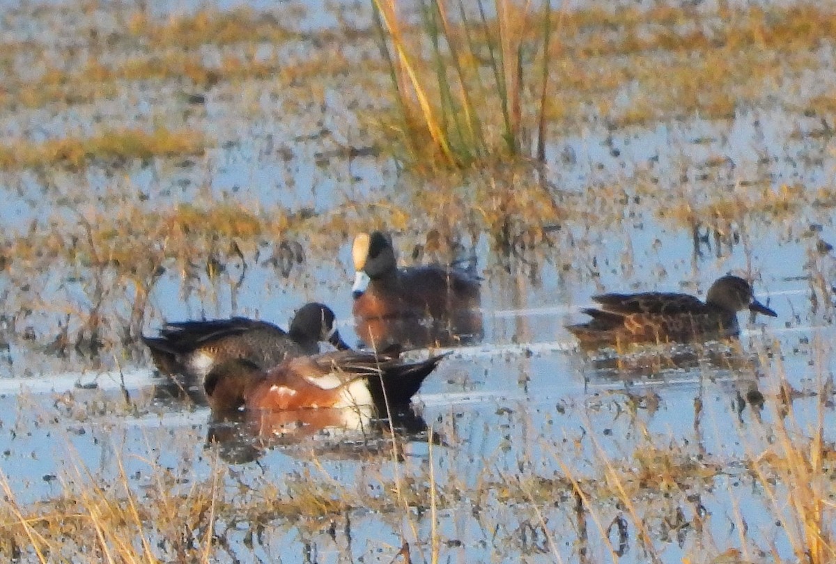 Свищ американський - ML647488901