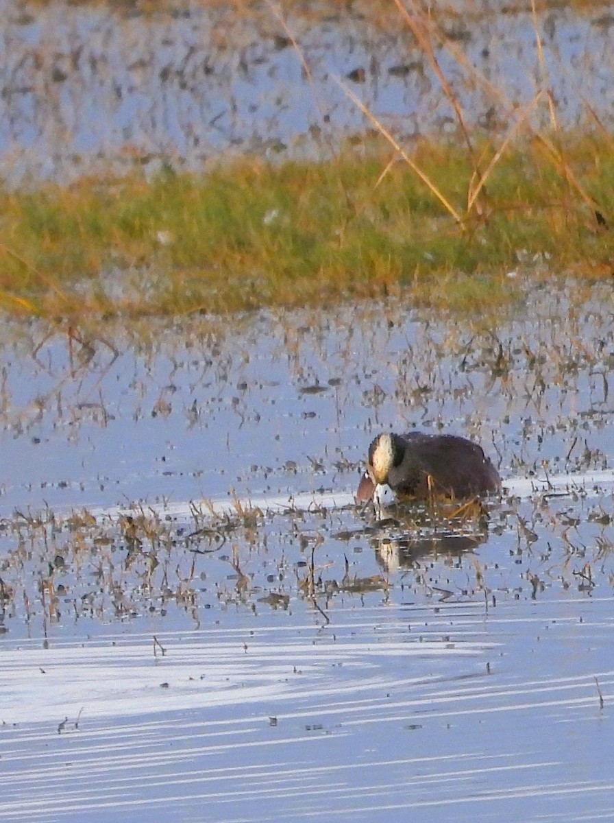 Свищ американський - ML647488902