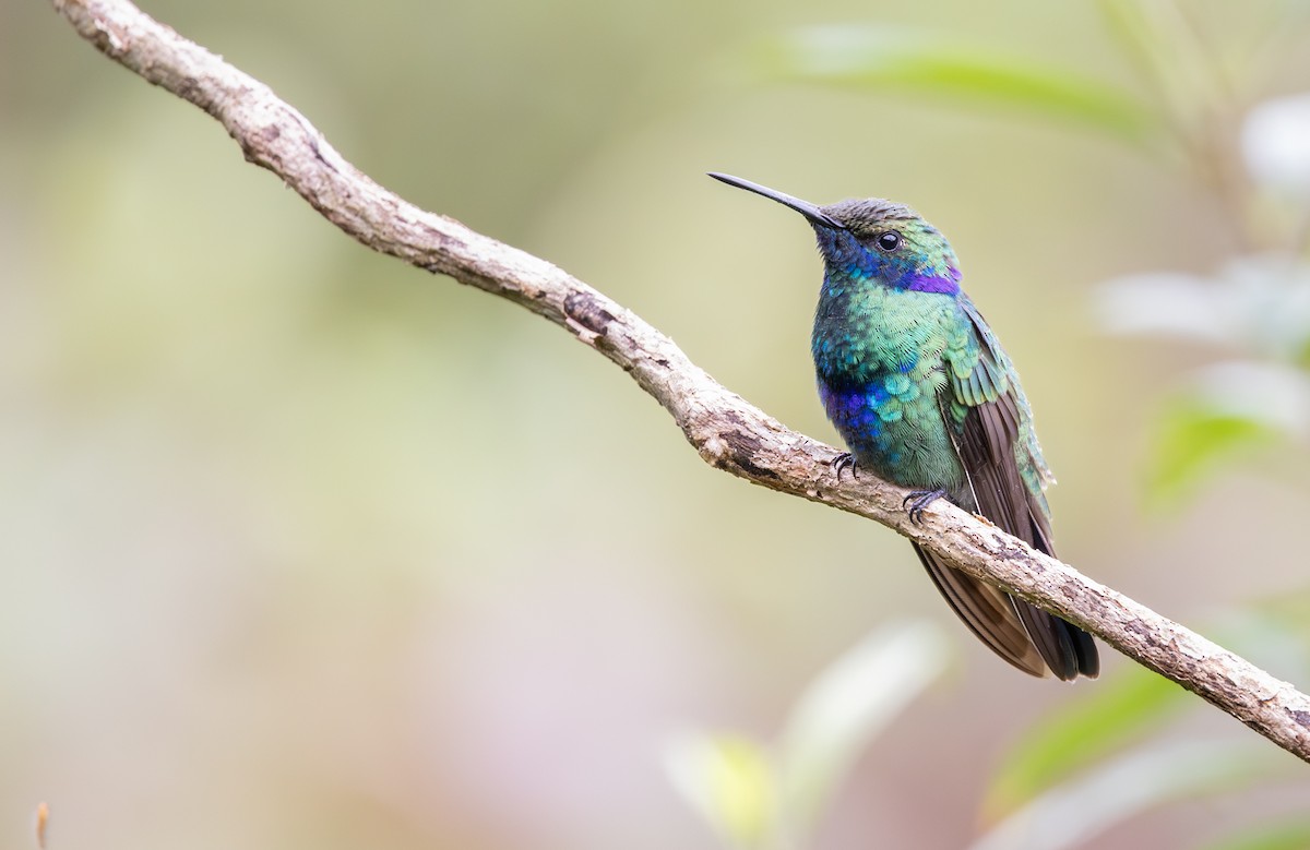 Sparkling Violetear - ML647488904