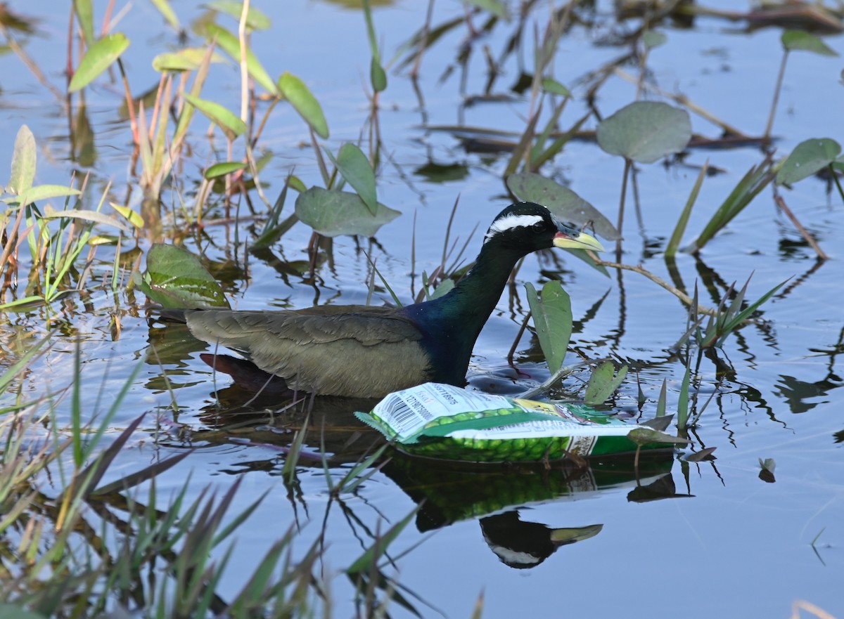 Бронзовокрылая якана - ML647488909