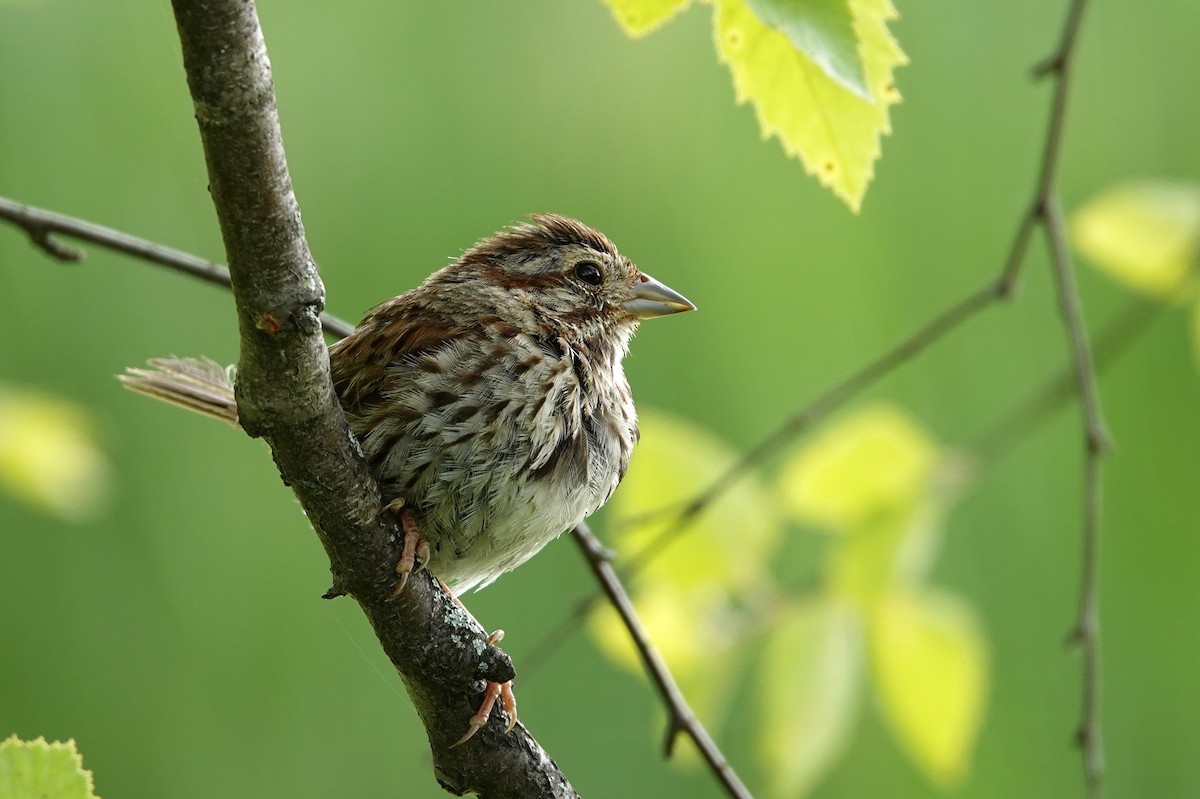 Song Sparrow - ML647488917