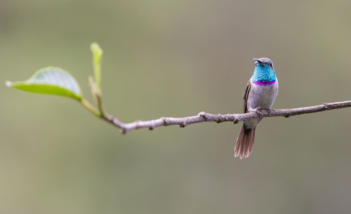 Purple-collared Woodstar - ML647488935