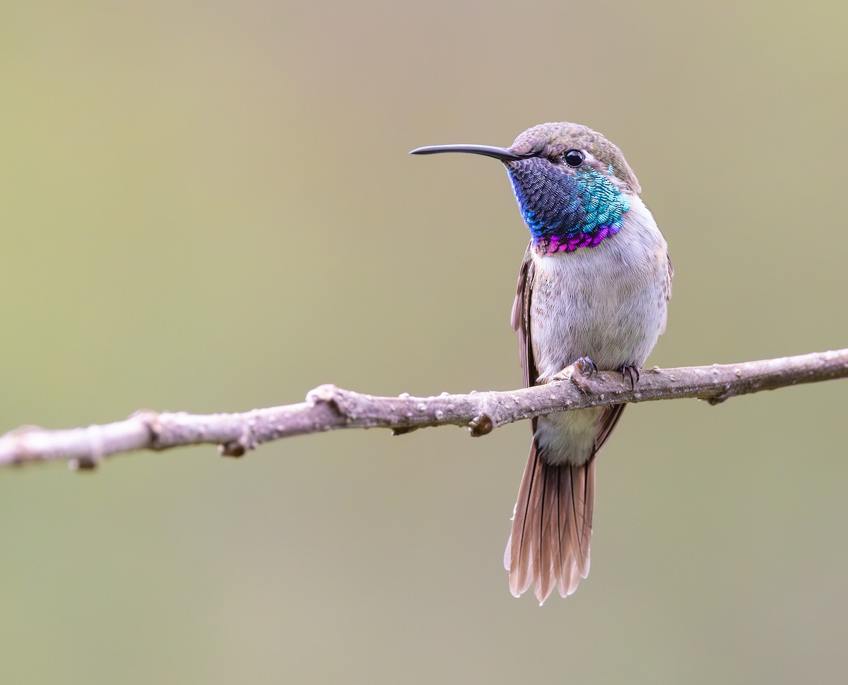 Purple-collared Woodstar - ML647488936