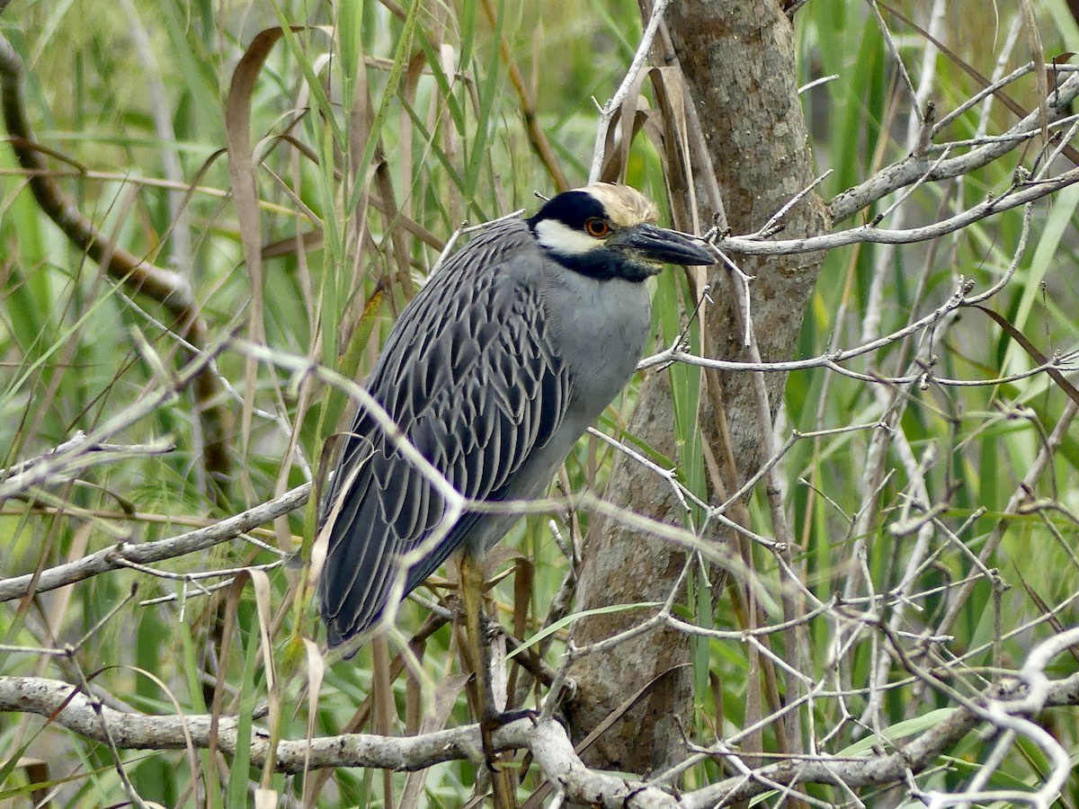 Yellow-crowned Night Heron - ML647488940