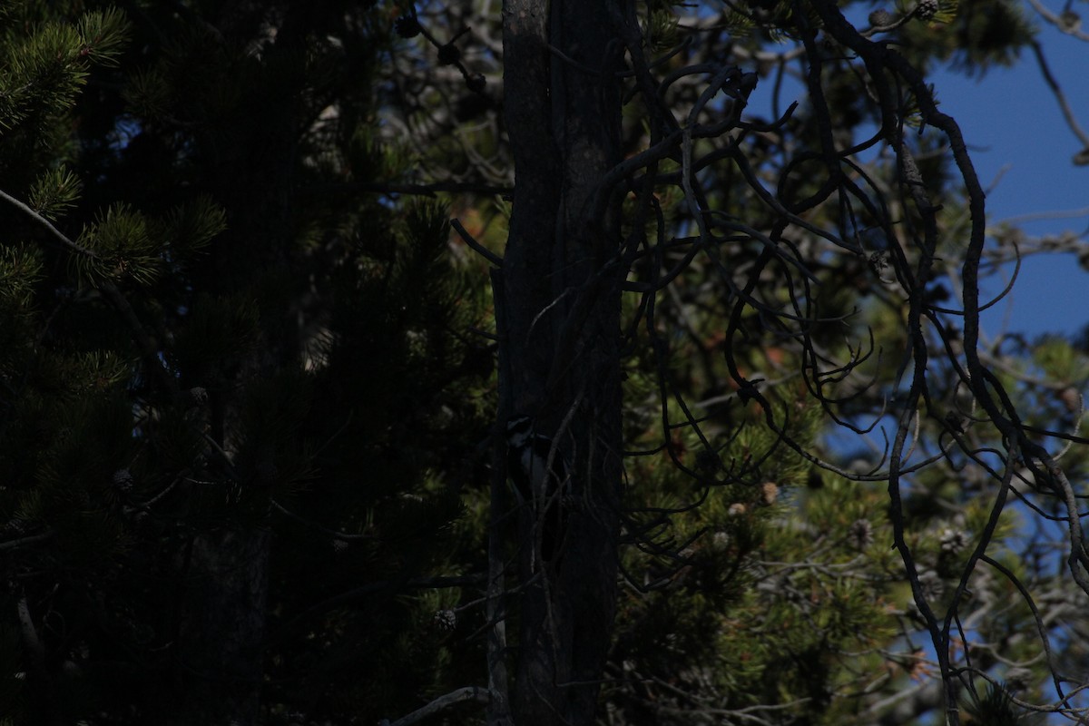 Hairy Woodpecker (Rocky Mts.) - ML647488941