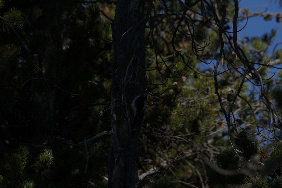 Hairy Woodpecker (Rocky Mts.) - ML647488942