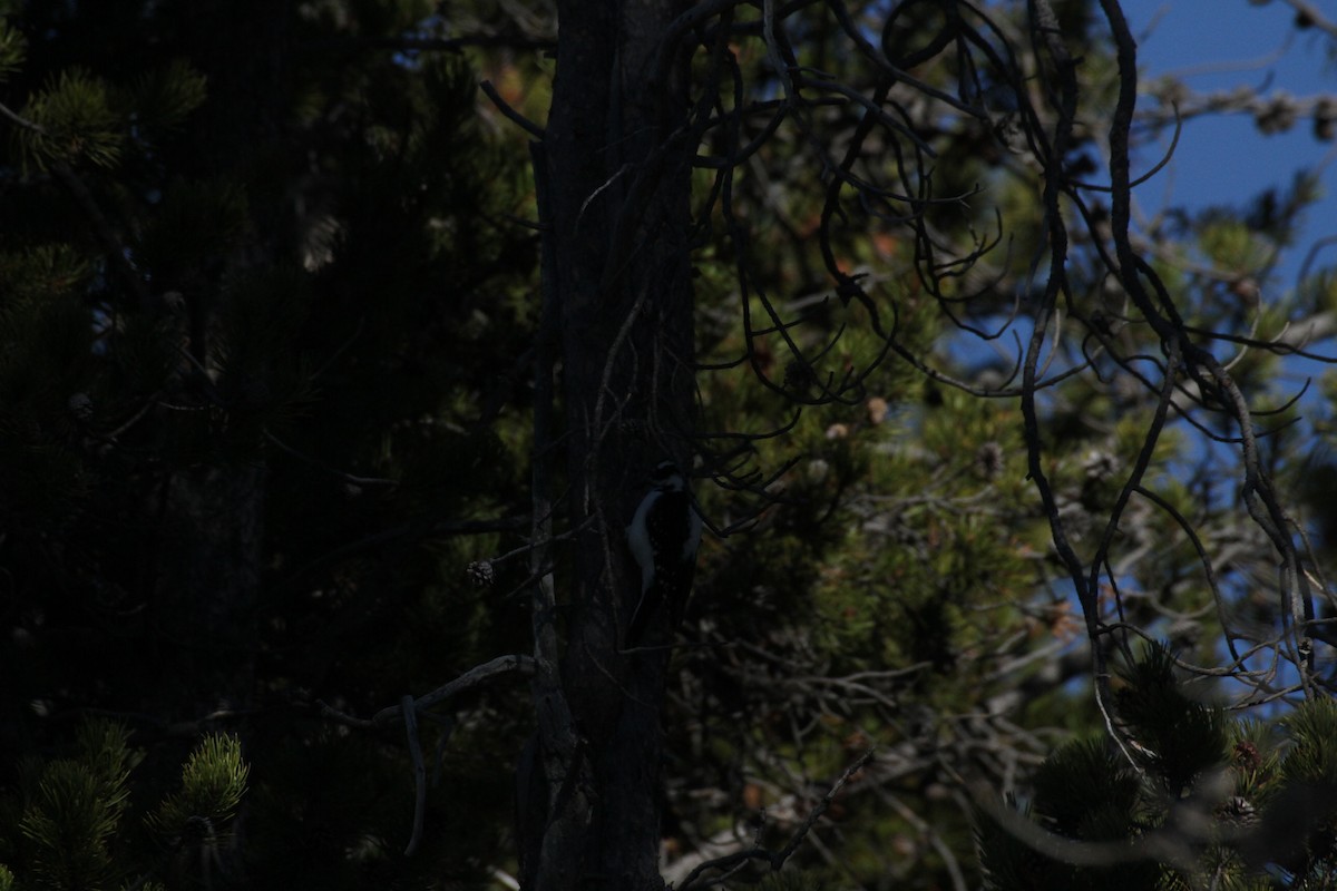 Hairy Woodpecker (Rocky Mts.) - ML647488943