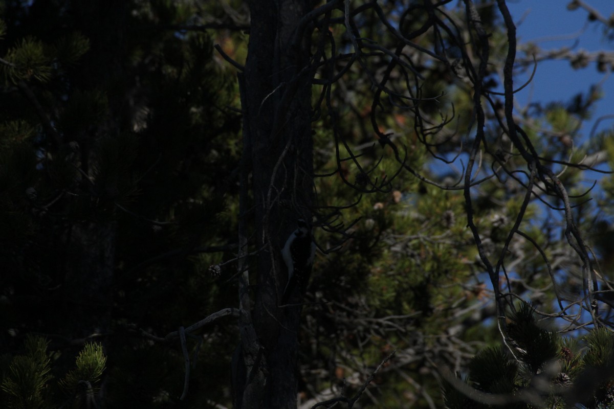 Hairy Woodpecker (Rocky Mts.) - ML647488944