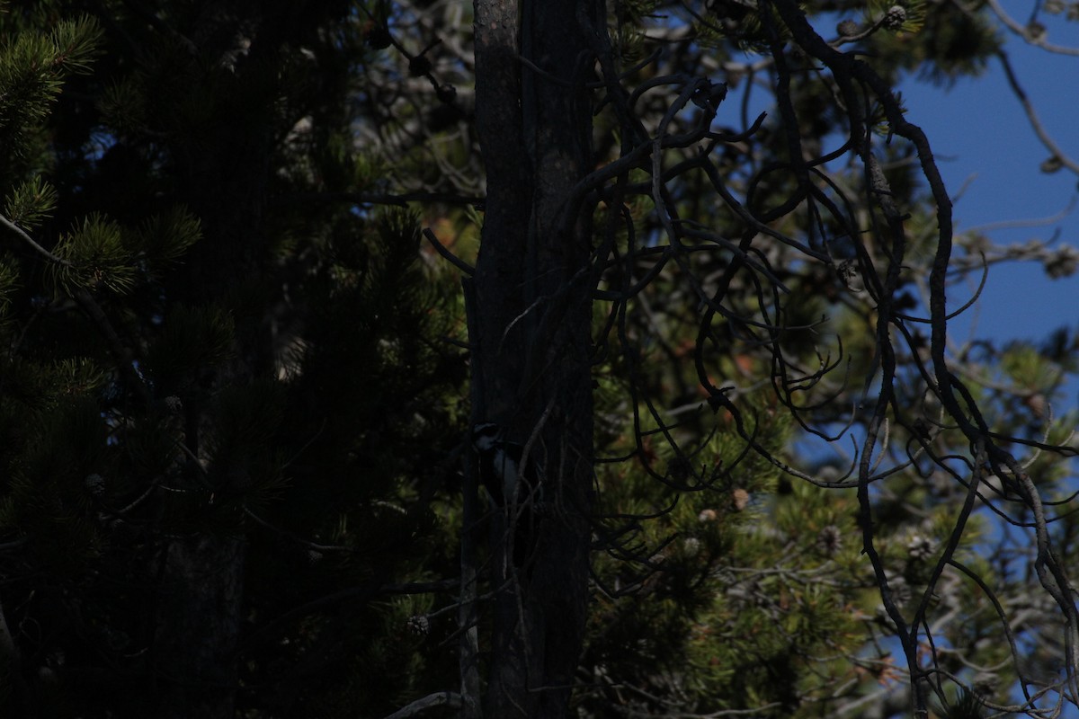 Hairy Woodpecker (Rocky Mts.) - ML647488945