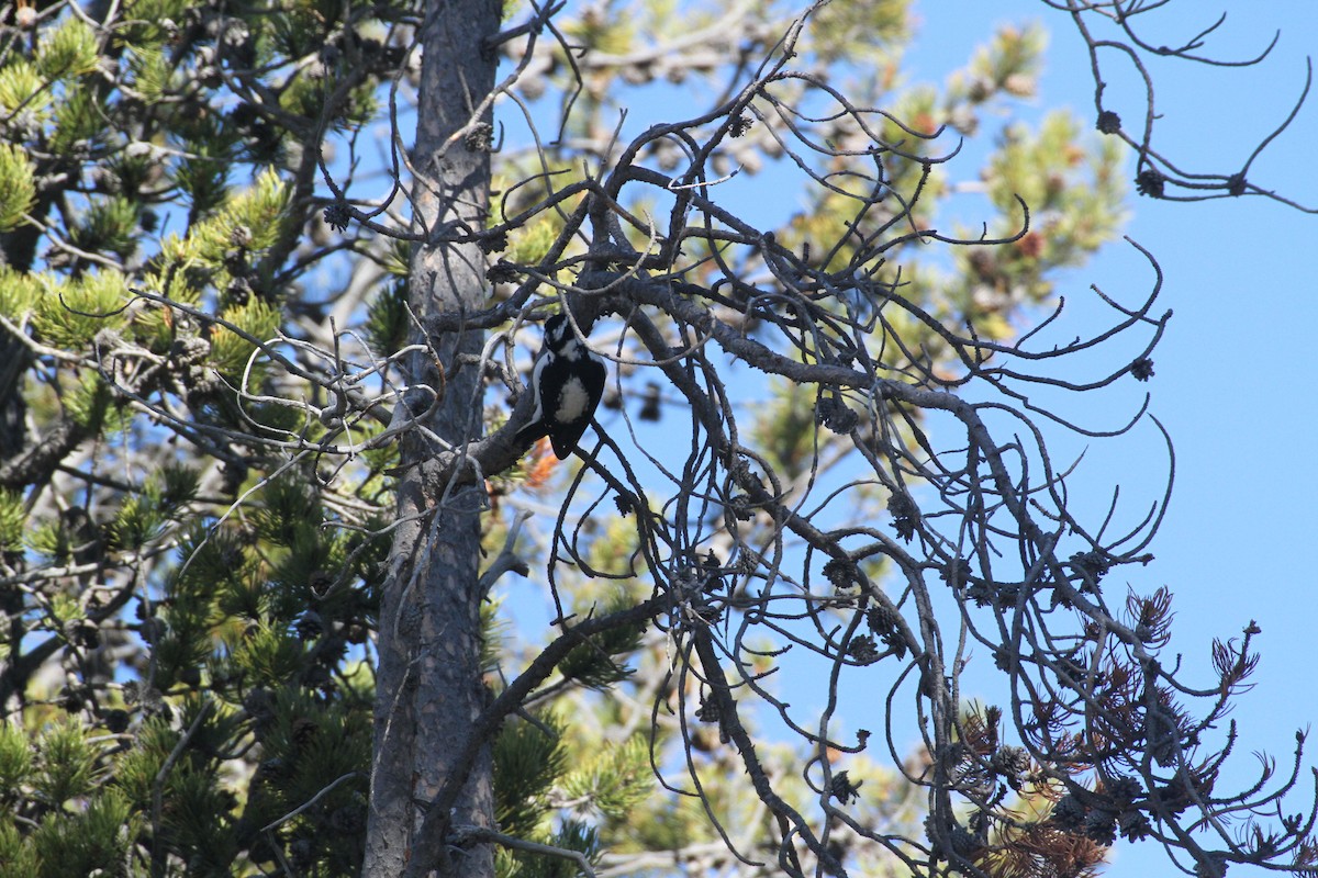 Hairy Woodpecker (Rocky Mts.) - ML647488946
