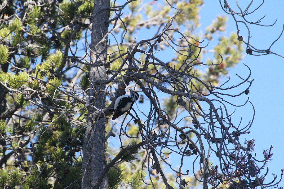 Hairy Woodpecker (Rocky Mts.) - ML647488947
