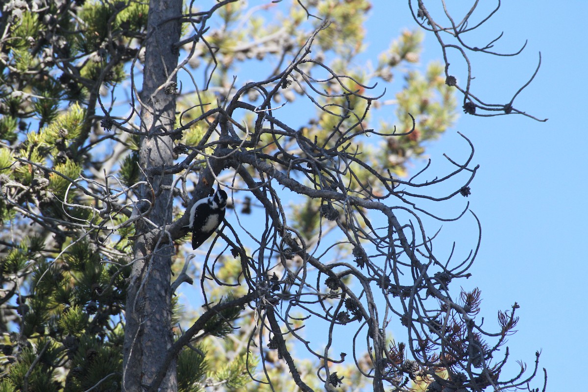 Hairy Woodpecker (Rocky Mts.) - ML647488948