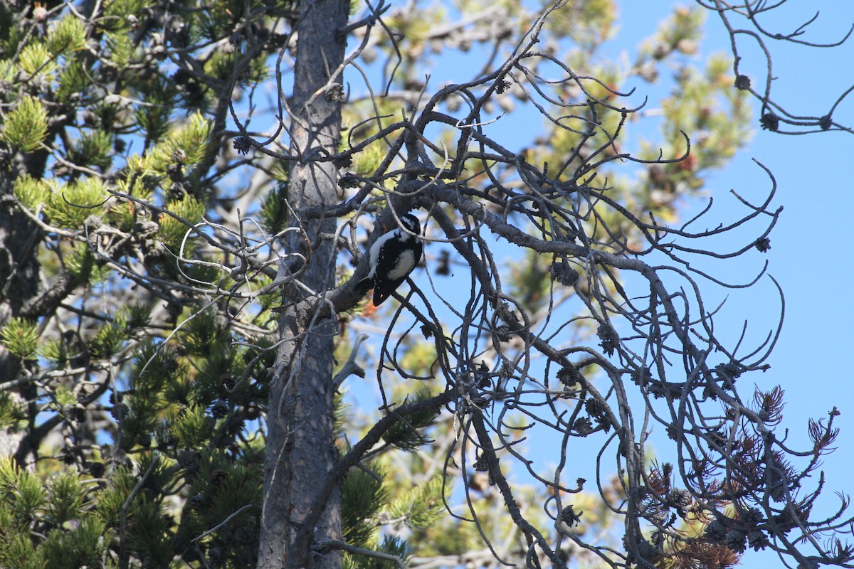 Hairy Woodpecker (Rocky Mts.) - ML647488949