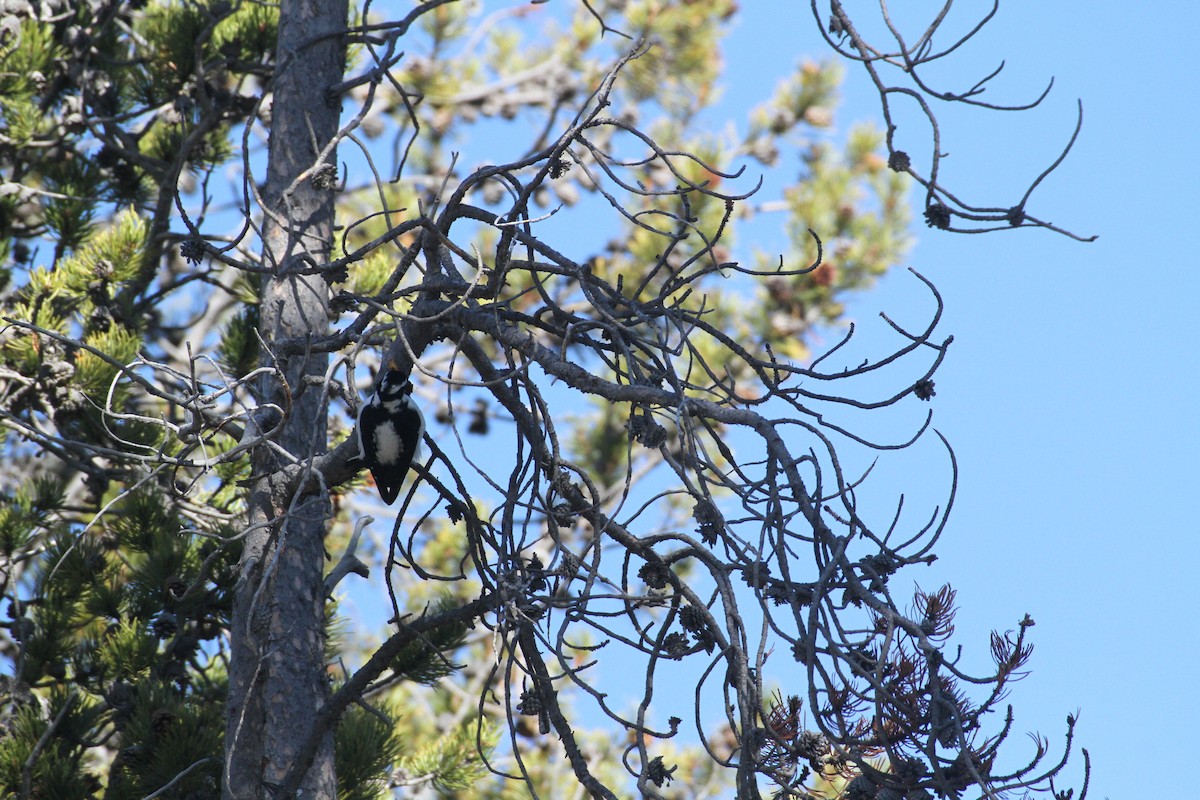Hairy Woodpecker (Rocky Mts.) - ML647488950