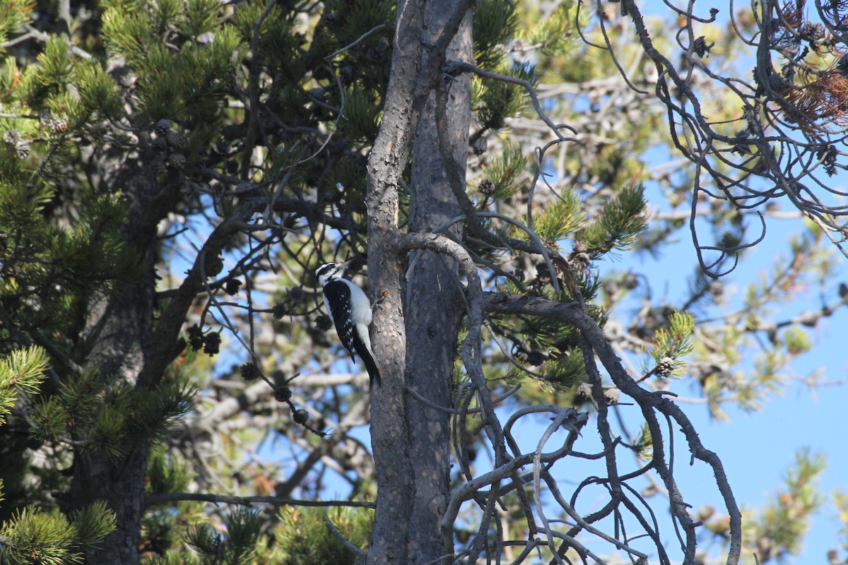 Hairy Woodpecker (Rocky Mts.) - ML647488951