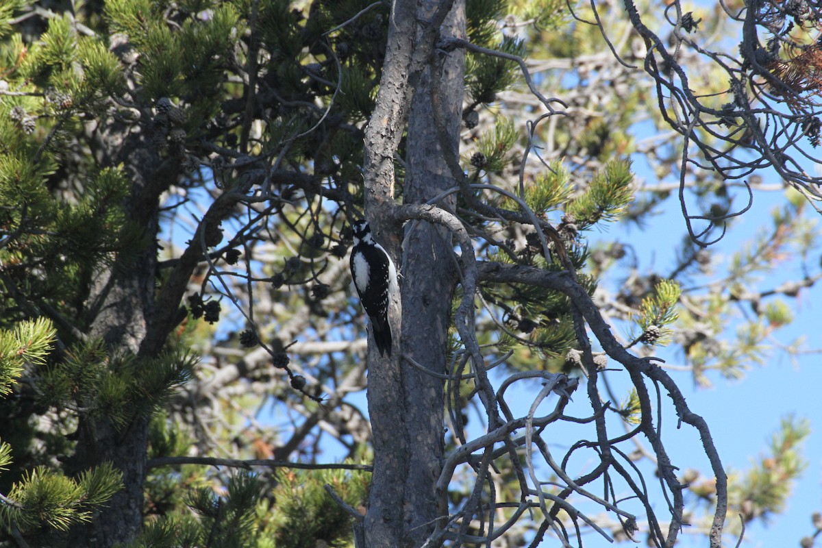 Hairy Woodpecker (Rocky Mts.) - ML647488958