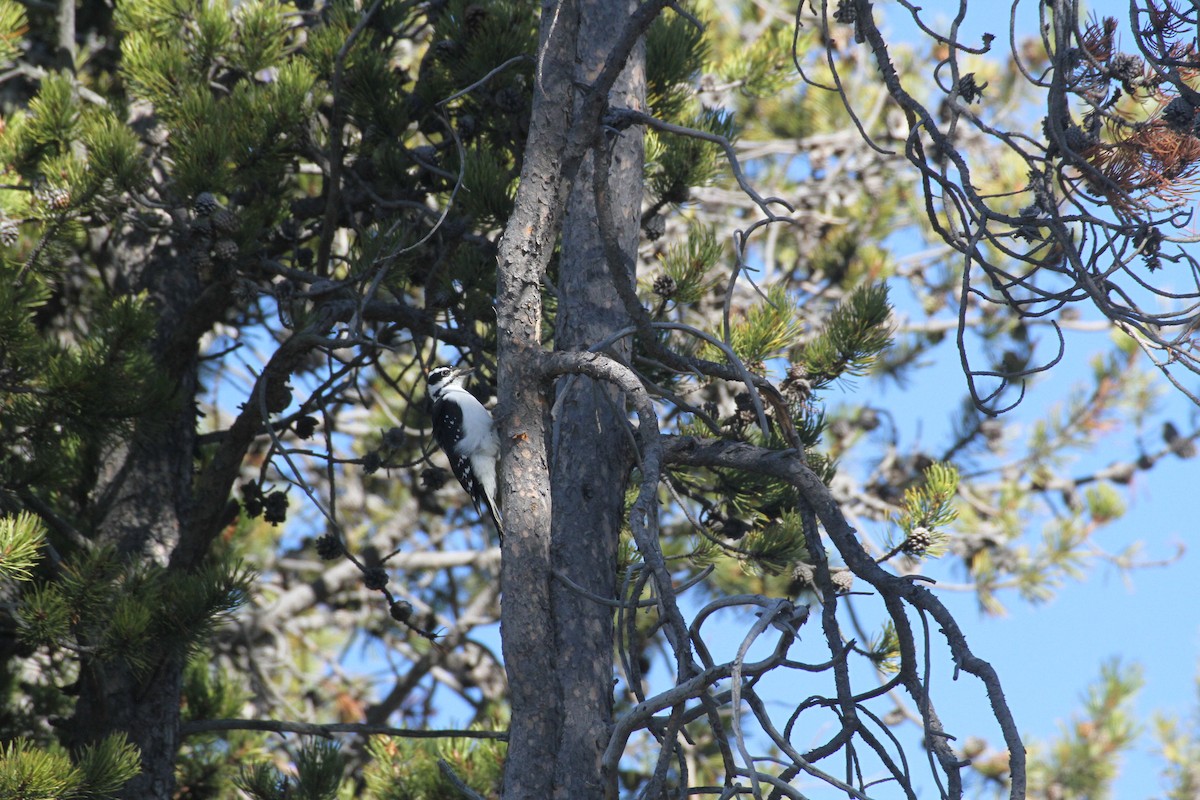 Hairy Woodpecker (Rocky Mts.) - ML647488959