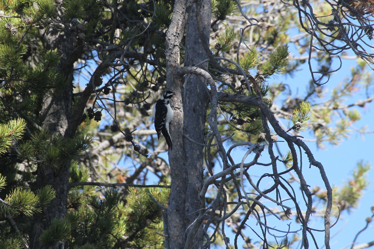 Hairy Woodpecker (Rocky Mts.) - ML647488960