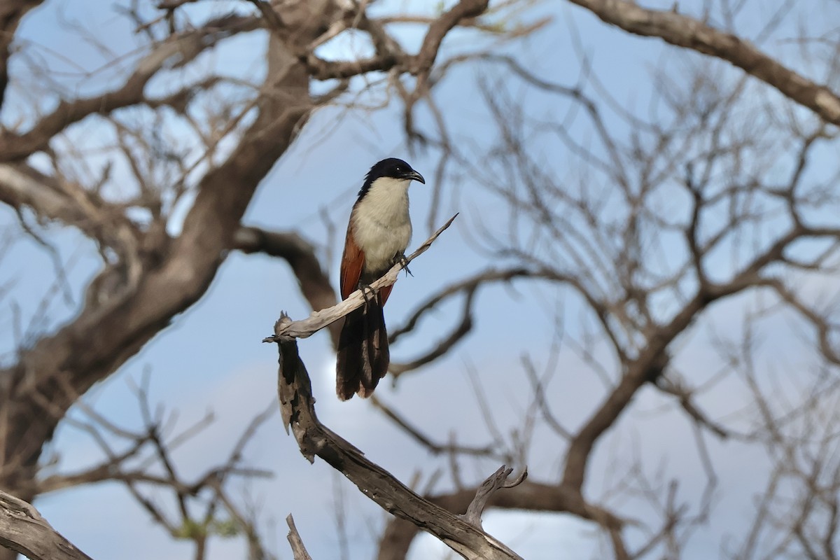 kobberstjertsporegjøk - ML647488992